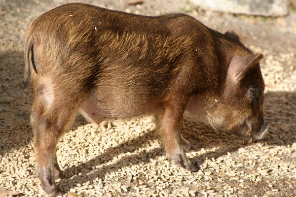 Detailní Záběr Zvířat Zoologické Zahradě — Stock fotografie