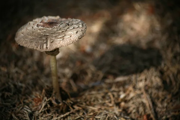 Crescimento Cogumelos Botânica Natural Flora Fungos — Fotografia de Stock