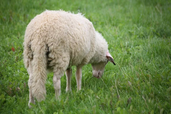 长尾巴的绵羊在牧场上 — 图库照片