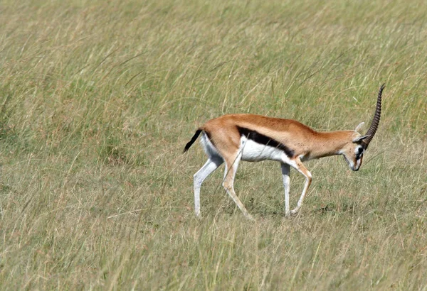 Animais Encapuzados Natureza Savannah Gazelle — Fotografia de Stock