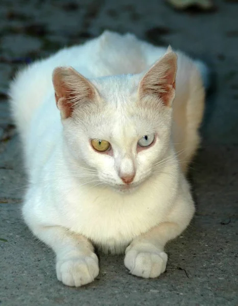 Ich Wollte Nur Zeigen Dass Mehr Solche Katzen Mit Zwei — Stockfoto