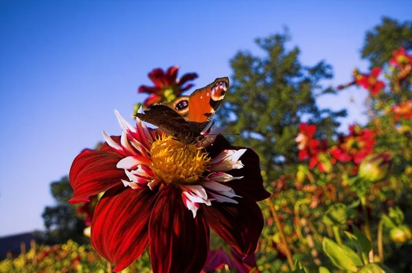 Schmetterling Auf Blume Schmetterlingsinsekt Natur Flora Und Fauna — Stockfoto