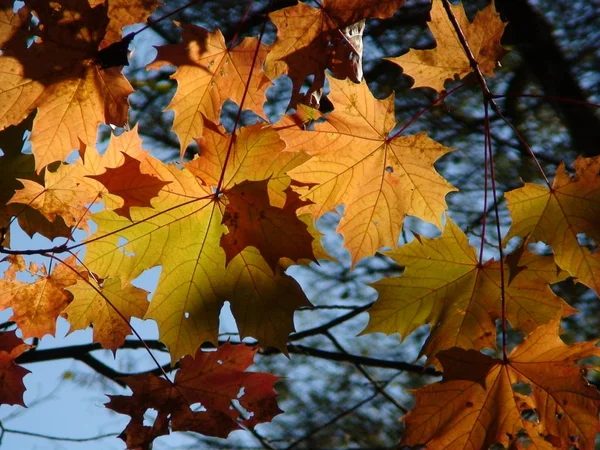 Prachtig Kleurrijk Herfstblad — Stockfoto