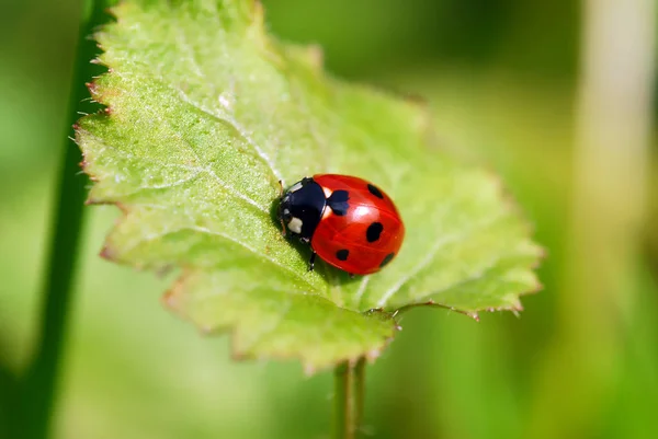 Close Van Een Insect Wilde Natuur — Stockfoto