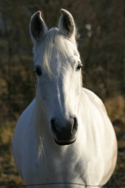 Biały Koń Polu — Zdjęcie stockowe