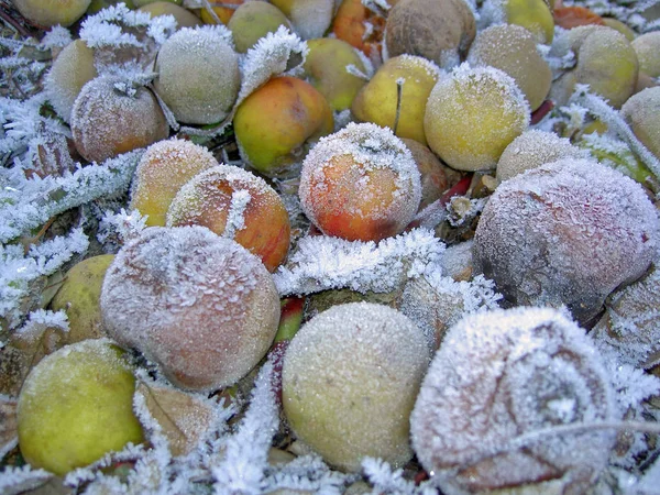 Vista Una Scena Invernale — Foto Stock