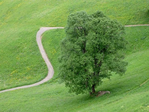 Łąka Górska Flora Przyrodnicza Liście — Zdjęcie stockowe