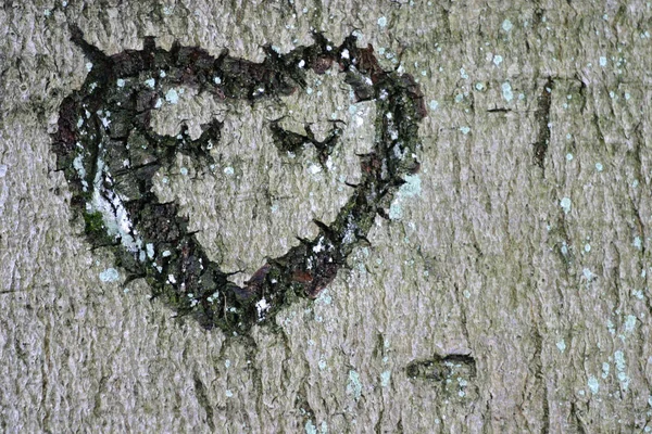 Coração Incidido Casca Uma Árvore — Fotografia de Stock