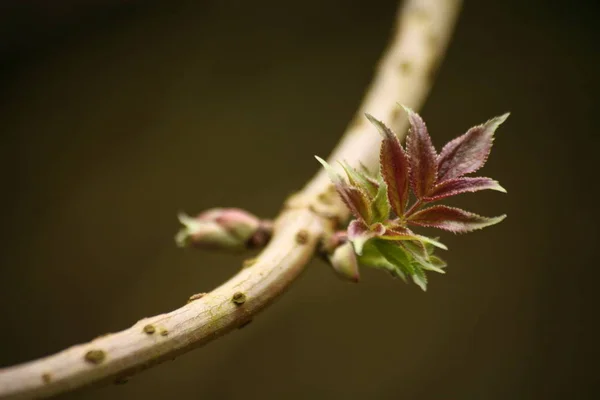 First Spring Leaves Elderberry Shrub — Stock Photo, Image