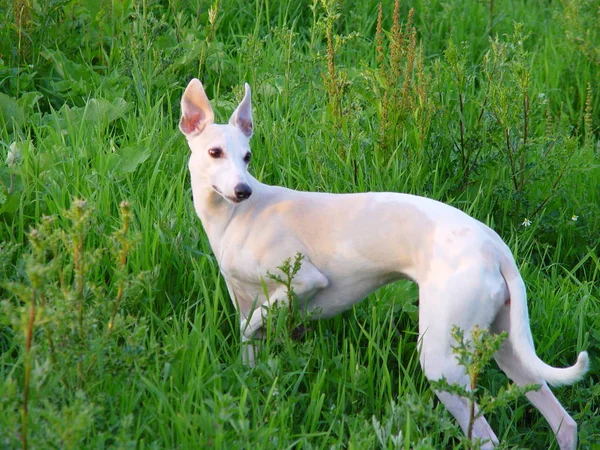 Portret Van Een Schattige Hond — Stockfoto