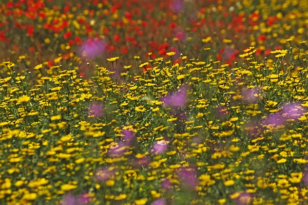 Prato Fiori Campo Con Semi Papavero — Foto Stock