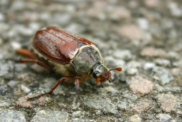 Fechar Marrom Enorme Cockchafer — Fotografia de Stock