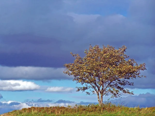 Albero Solitario Sul Campo — Foto Stock