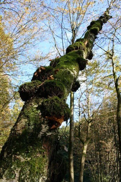 Schöne Aussicht Auf Die Natur — Stockfoto