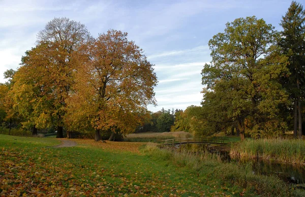 Hermoso Follaje Otoño Bosque — Foto de Stock