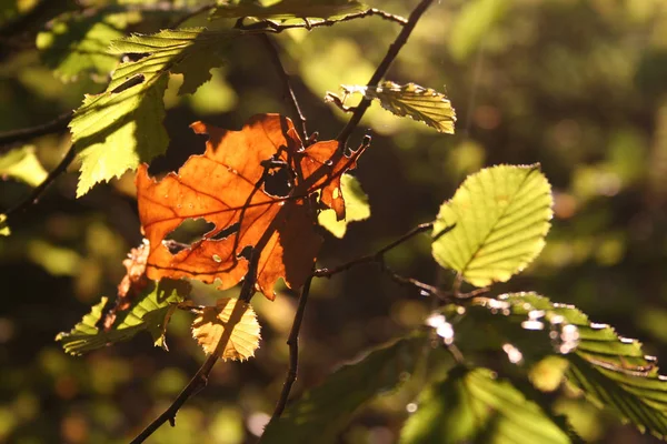 Prachtig Herfstblad Het Bos — Stockfoto