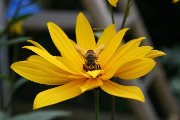 Biene Und Blume — Stockfoto