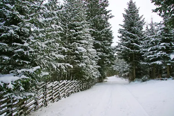 Beau Paysage Hivernal Enneigé — Photo