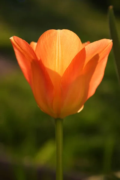 Tulipes Fleur Floraison Printanière — Photo