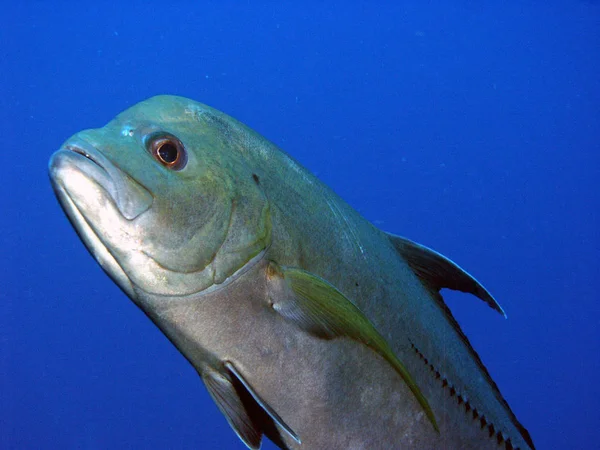 Tuna Hunt Caribbean Sea — Stock Photo, Image