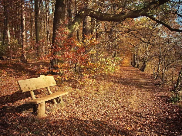 Herfst Bos Herfst Seizoen Bladeren — Stockfoto