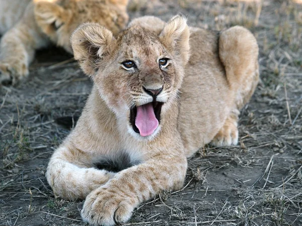 Masai Mara 2006年10月 — 图库照片