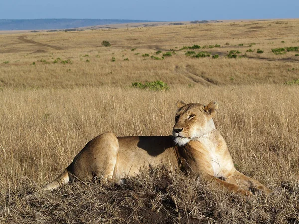Enquanto Leão Descansava Sombra Nosso Jipe Mãe Sentou Sobre Formigueiro — Fotografia de Stock