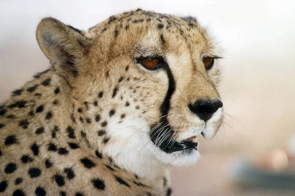 Katachtige Roofdier Wilde Cheeta Zoogdier — Stockfoto