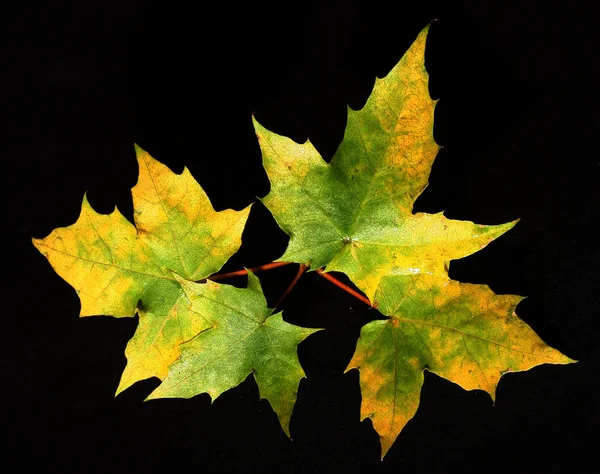 Листья Клена Листья Дерева — стоковое фото