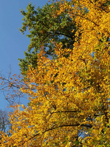 Prachtig Uitzicht Het Natuurlandschap — Stockfoto