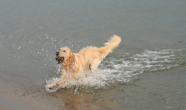 Portret Van Een Schattige Hond — Stockfoto