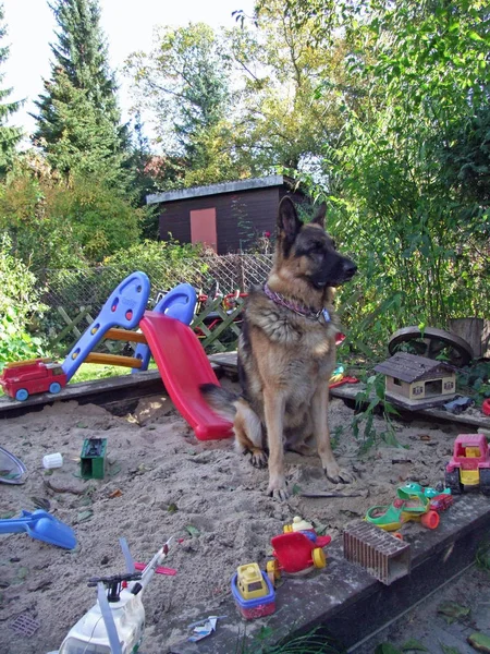 Colpo All Aperto Cani Carino — Foto Stock