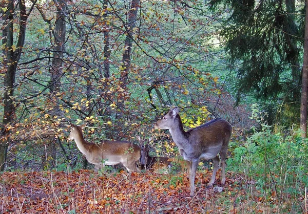 Fallow Szarvas Erdő Állat Természet Fauna — Stock Fotó