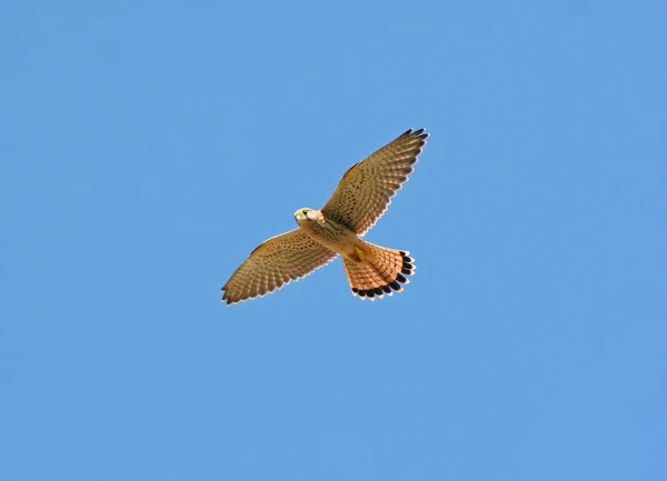 Falcon Glide Wildlife — Stock Photo, Image