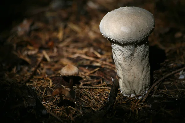 Culture Champignons Dans Forêt Fond Nature — Photo