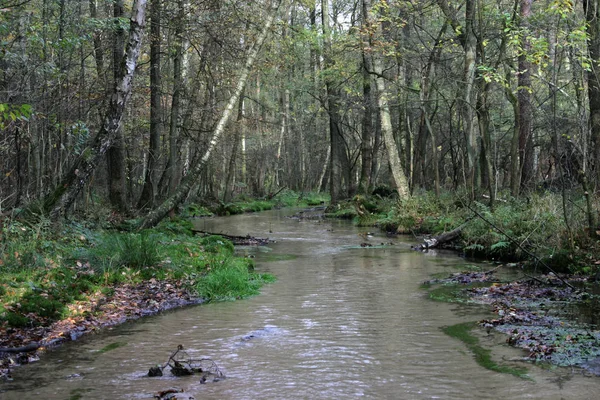 Belle Vue Nature Scène — Photo