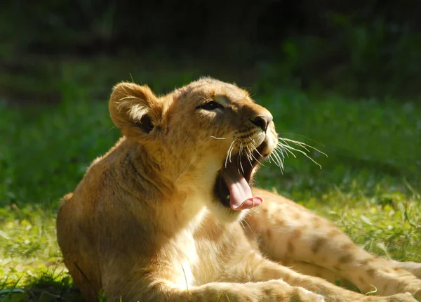 One Small One May Even Yawn Public — Stock Photo, Image