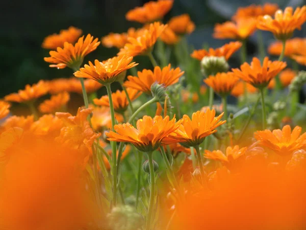 Laranja Pétalas Marigold Flor Flor Flora — Fotografia de Stock