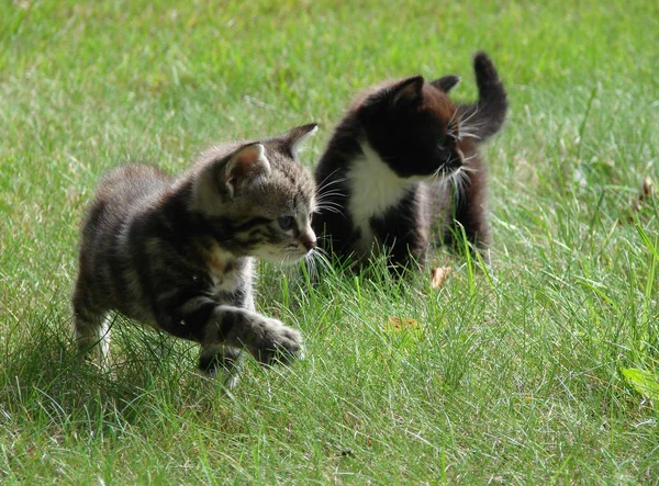 Liten Katt Gräset — Stockfoto