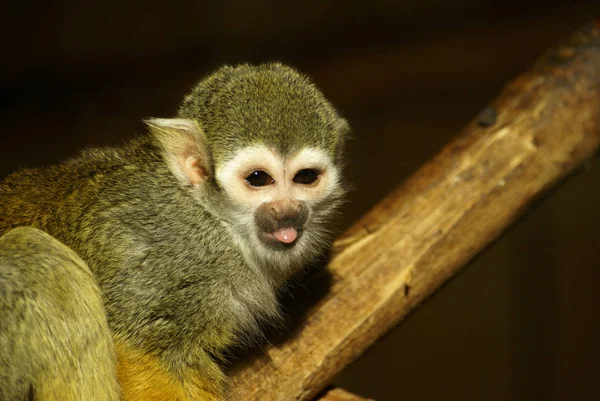 Detailní Záběr Zvířat Zoologické Zahradě — Stock fotografie