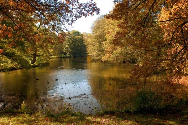 Bellissimo Fogliame Autunnale Nella Foresta — Foto Stock