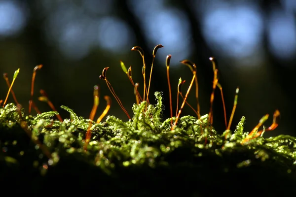 Antitrichia Curtipendula Spóra Kapszulával — Stock Fotó