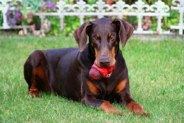 Retrato Cão Bonito — Fotografia de Stock