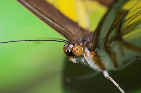 Vue Rapprochée Beau Papillon Coloré — Photo