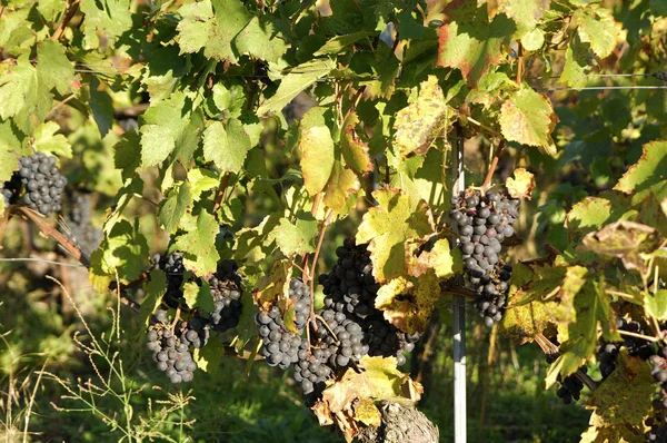 Grapes Growing Vineyard — Stock Photo, Image