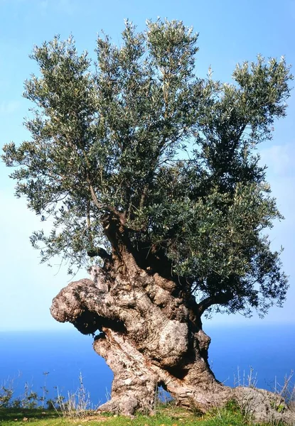 Оливковое Дерево Над Морем Остров Бетона — стоковое фото