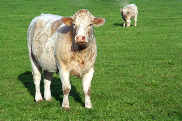 Nahaufnahme Von Lebensmitteln Selektiver Fokus — Stockfoto