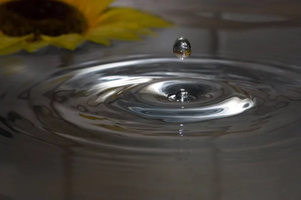 水滴に向日葵 — ストック写真