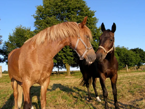 Horses Outdoors Daytime — Stock Photo, Image