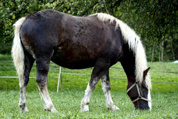 Landschaftlicher Blick Auf Die Landwirtschaft Selektiver Fokus — Stockfoto